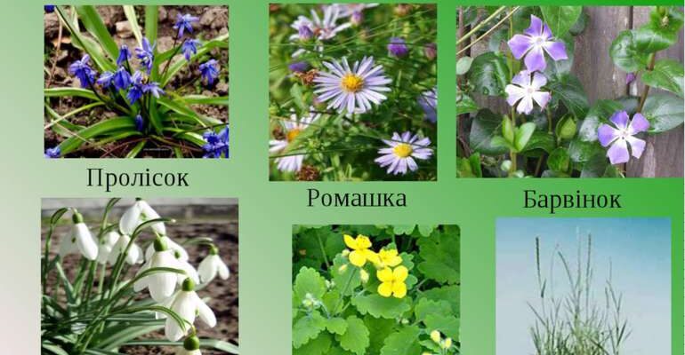 Багаторічні рослини: які види входять до цієї категорії?