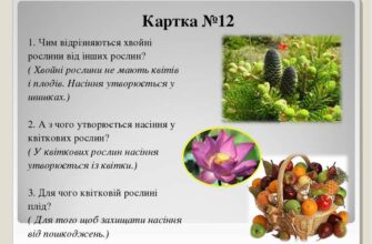 Який відділ рослин відповідає за утворення насіння: дізнайтеся більше