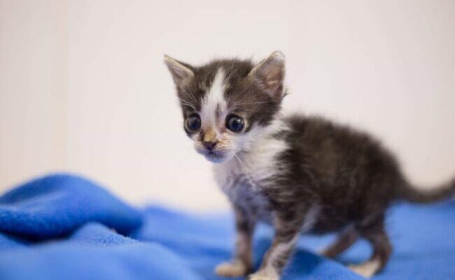 Як безпечно та ефективно зігріти вуличне кошеня: поради та методи