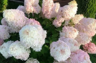 Оптимальний час для підживлення волотистої гортензії: поради садівникам