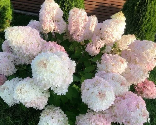 Оптимальний час для підживлення волотистої гортензії: поради садівникам