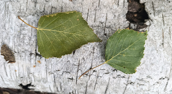 Чим можуть загрожувати берези: небезпеки для здоров’я та довкілля