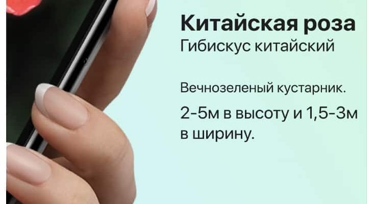 Як дізнатися назву рослини через телефон: простий гайд для новачків