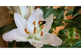 Чи потрібно обрізати кімнатну лілію: поради та рекомендації для догляду