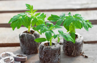 Що вирощувати у кокосовому субстраті: поради щодо вибору рослин