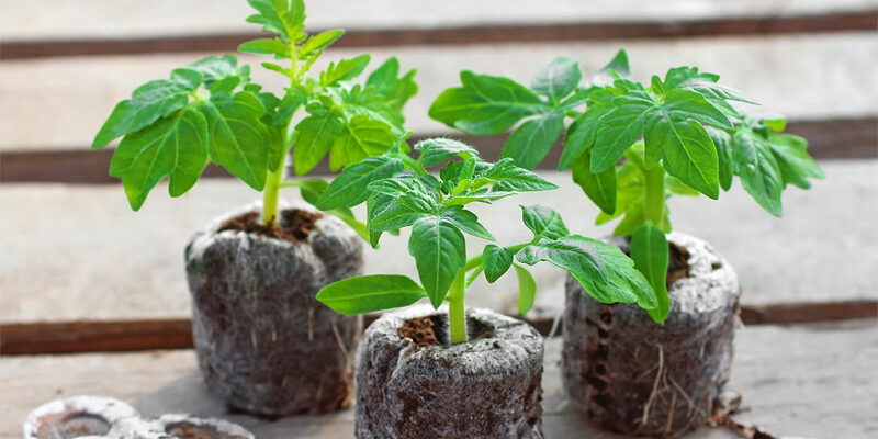 Що вирощувати у кокосовому субстраті: поради щодо вибору рослин