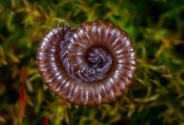 Як швидко та ефективно позбутися ногохвістки в домашніх умовах