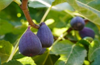 Ефективна обрізка інжиру: Чи дійсно вона необхідна для врожаю?