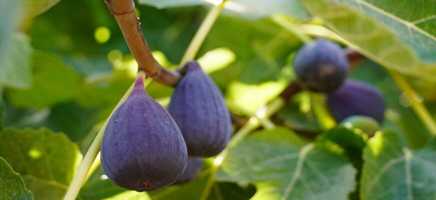 Ефективна обрізка інжиру: Чи дійсно вона необхідна для врожаю?