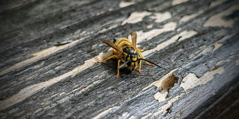 До чого сниться шершень: розширене тлумачення сновидіння