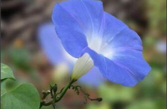 Чому не цвіте іпомея: основні причини та ефективні рішення