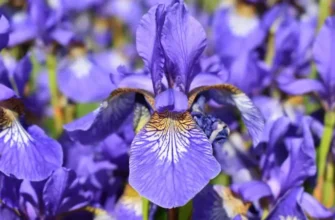 Чи можлива посадка ірисів у жовтні: поради та рекомендації для садівників