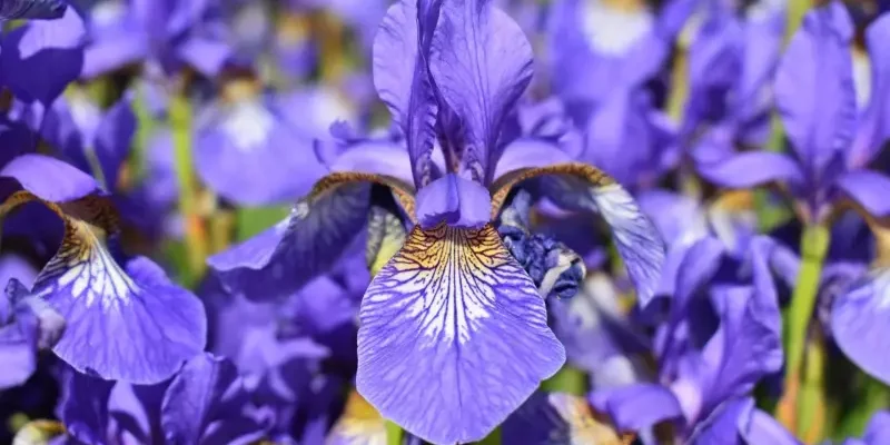 Чи можлива посадка ірисів у жовтні: поради та рекомендації для садівників