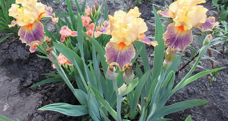 Що полюбляють іриси: сонячні промені чи затишна тінь? Поради та факти