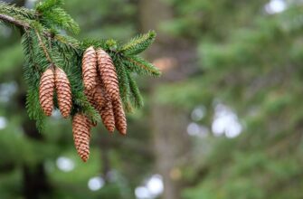 Смерека та ялина: основні відмінності та особливості цих дерев