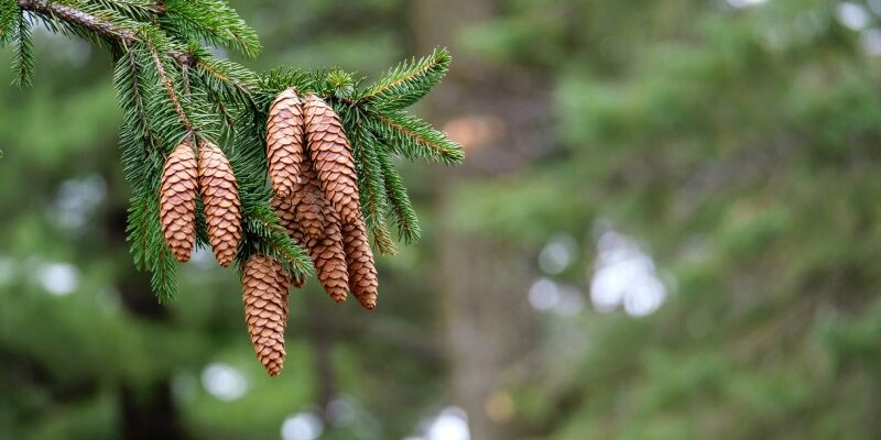 Смерека та ялина: основні відмінності та особливості цих дерев