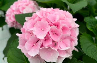 Коли правильно обрізати гортензію влітку: поради та рекомендації