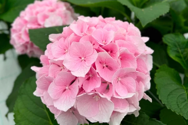 Коли правильно обрізати гортензію влітку: поради та рекомендації