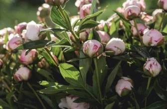 Чи можна класти гній під півонії: поради садівників та рекомендації