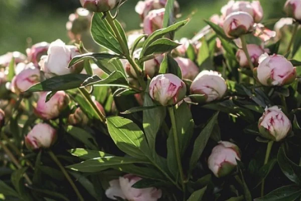 Чи можна класти гній під півонії: поради садівників та рекомендації
