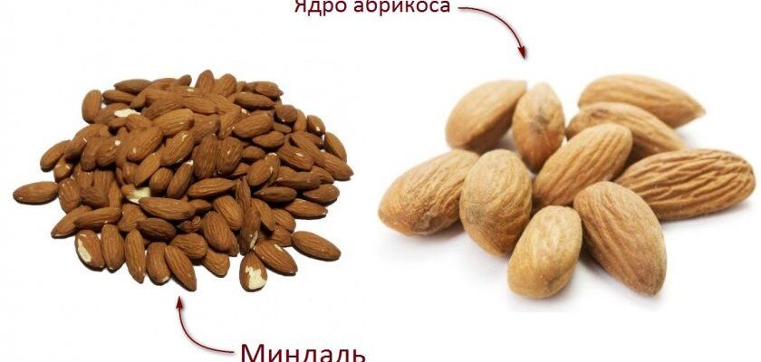 Як розпізнати мигдаль серед абрикосових кісточок: поради і методи