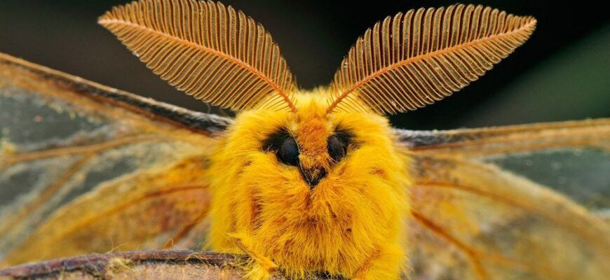 Корисні властивості шовкопряда: як він покращує життя людини