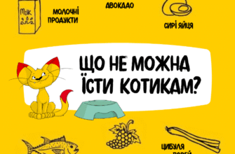 Загроза спецій для кішок: важливі причини уникати прянощів