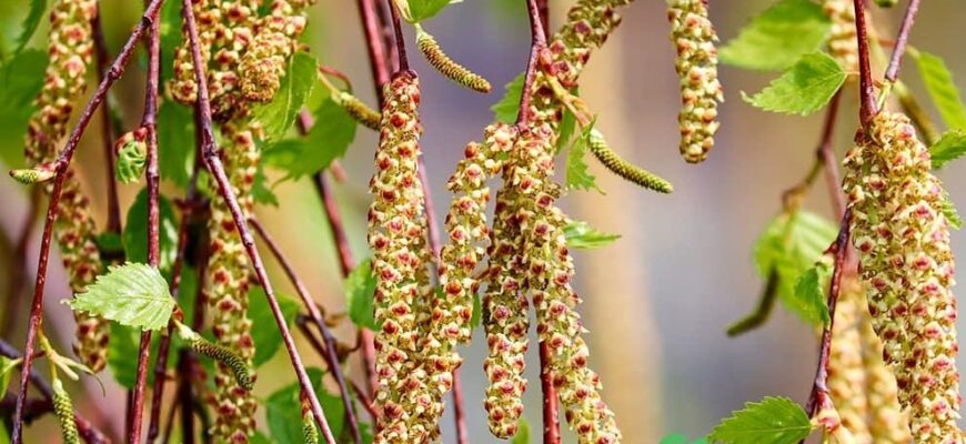 Як виростити берізку: поради та секрети для догляду за цим деревом
