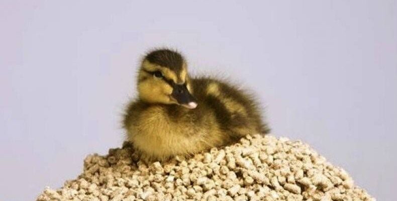 Правильне годування каченят комбікормом: покроковий гід для птахівника