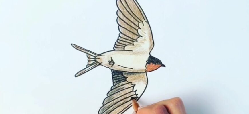 Як швидко навчити дитину малювати ластівку: прості кроки та малюнки