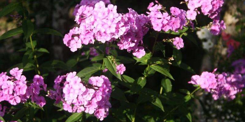 Коли найкраще проводити живцювання флоксів: поради та терміни