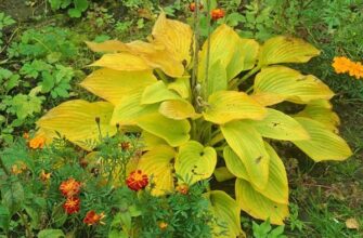 Чи можливо удобрити хосту золою: переваги та рекомендації