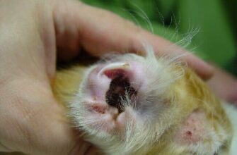 Ефективні народні засоби для позбавлення собаки від кліщів: поради