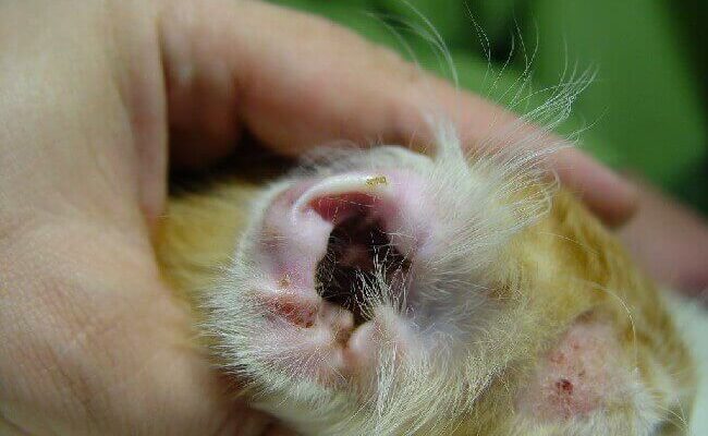 Ефективні народні засоби для позбавлення собаки від кліщів: поради