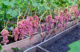 Як правильно вирощувати виноград: поради для успішного врожаю