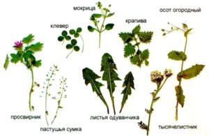 Що можна давати кролям їсти: безпечний раціон для ваших улюбленців