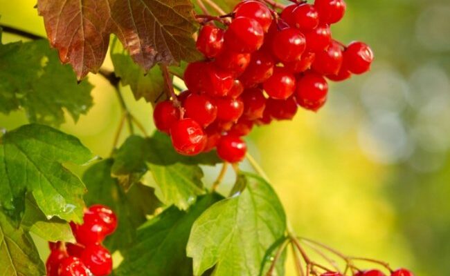 Чи можна їсти калину при високому тиску: користь та протипоказання