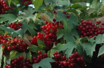Коли дозріває калина: місяць збору врожаю та корисні властивості