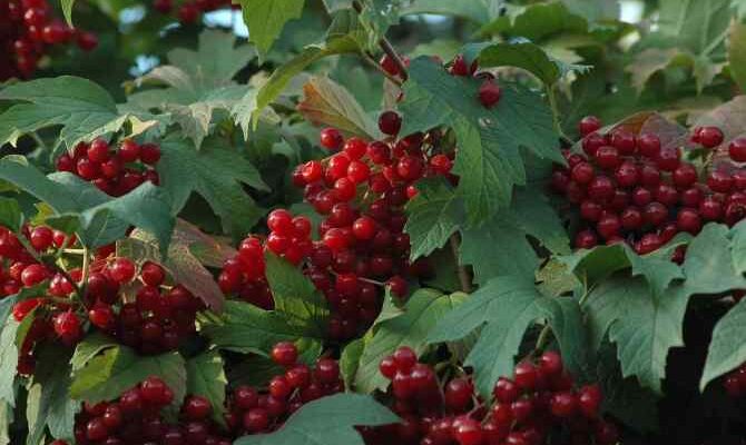 Коли дозріває калина: місяць збору врожаю та корисні властивості