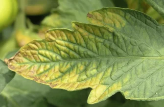 Причини скручування листя томатів: як виявити та усунути проблему