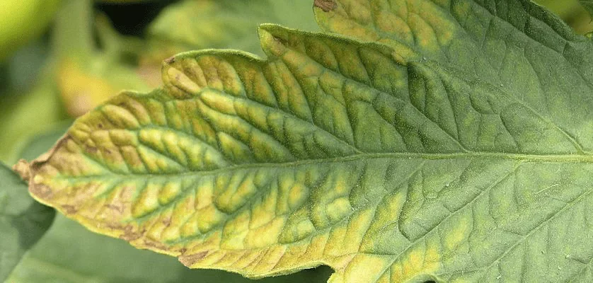 Причини скручування листя томатів: як виявити та усунути проблему