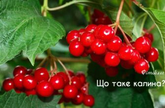 Навіщо вживати ягоди калини: користь та переваги для вашого здоров’я
