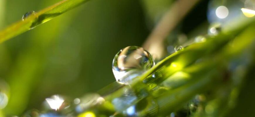 Вплив води на рослини: основні аспекти життєдіяльності та зростання