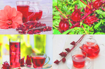 Корисні властивості чаю із суданської троянди: здоров’я та самопочуття