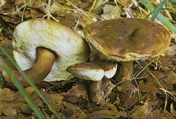 Заячий гриб: чи можна його їсти? Дізнайтеся більше про безпеку вживання