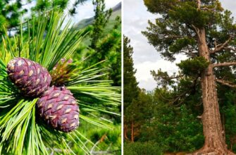 Як ростуть кедрові горіхи: детальний огляд процесу вирощування дерев