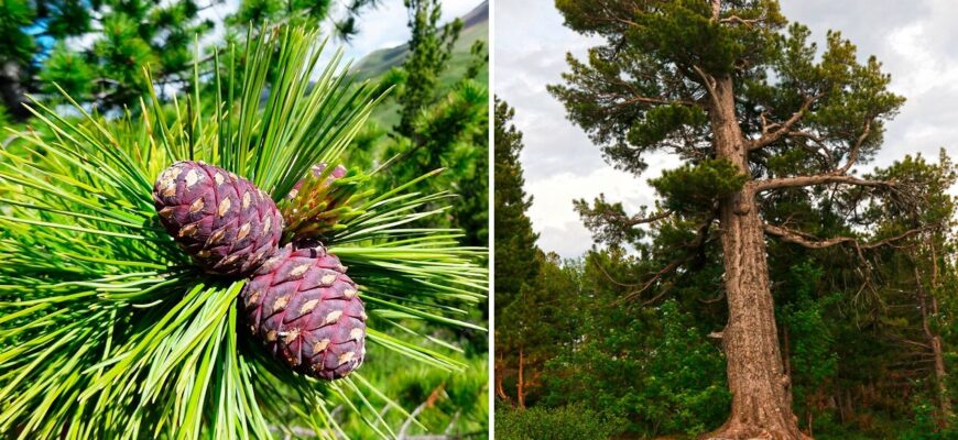 Як ростуть кедрові горіхи: детальний огляд процесу вирощування дерев