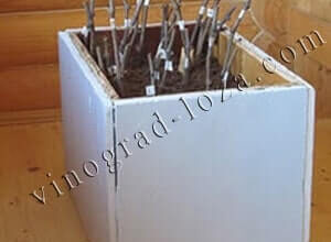 яка температура в Кільчеваторі зараз: детальний прогноз