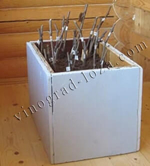 яка температура в Кільчеваторі зараз: детальний прогноз