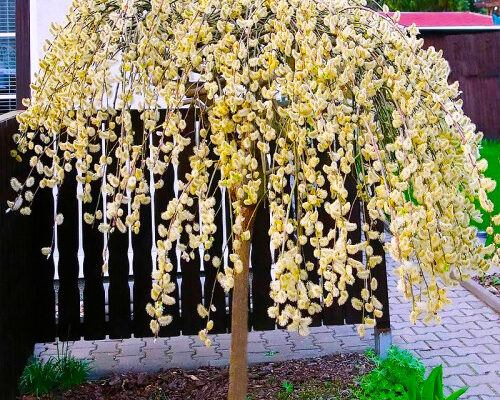 Як цвіте верба козяча: опис, особливості та секрети цвітіння